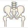 骨盤をニュートラルに使って股関節を柔軟にする必要がある！